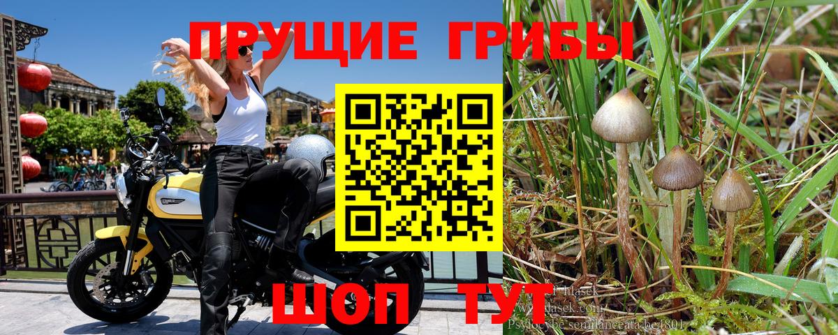 Галлюциногенные грибы Cubensis Кыштым